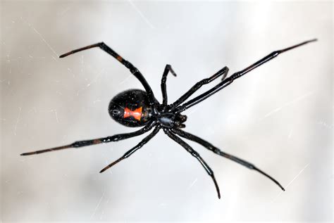 black widow having sex|Animal Sex: How Black Widow Spiders Do It .